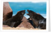 Cape fur seal (Arctocephalus pusilus), Skeleton Coast National Park by Anonymous