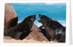 Cape fur seal (Arctocephalus pusilus), Skeleton Coast National Park by Anonymous