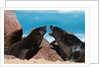 Cape fur seal (Arctocephalus pusilus), Skeleton Coast National Park by Anonymous