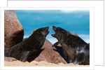 Cape fur seal (Arctocephalus pusilus), Skeleton Coast National Park by Anonymous