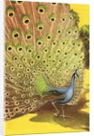 Peacock showing tail feathers by Anonymous