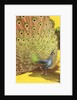Peacock showing tail feathers by Anonymous