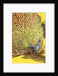 Peacock showing tail feathers by Anonymous