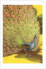 Peacock showing tail feathers by Anonymous