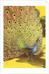 Peacock showing tail feathers by Anonymous