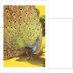 Peacock showing tail feathers by Anonymous