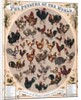 The Poultry of the World by Anonymous