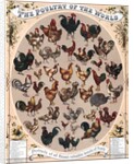 The Poultry of the World by Anonymous