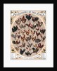 The Poultry of the World by Anonymous