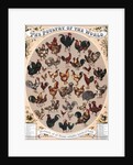 The Poultry of the World by Anonymous