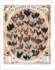 The Poultry of the World by Anonymous