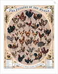 The Poultry of the World by Anonymous