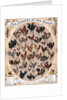 The Poultry of the World by Anonymous