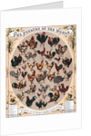The Poultry of the World by Anonymous