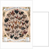 The Poultry of the World by Anonymous