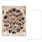 The Poultry of the World by Anonymous