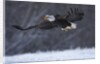 Bald Eagle in Flight over Snow by Anonymous
