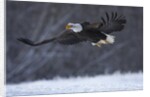 Bald Eagle in Flight over Snow by Anonymous
