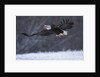 Bald Eagle in Flight over Snow by Anonymous