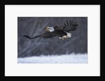 Bald Eagle in Flight over Snow by Anonymous