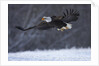 Bald Eagle in Flight over Snow by Anonymous