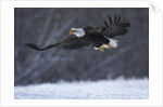 Bald Eagle in Flight over Snow by Anonymous