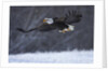 Bald Eagle in Flight over Snow by Anonymous