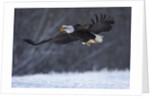 Bald Eagle in Flight over Snow by Anonymous