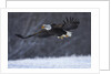 Bald Eagle in Flight over Snow by Anonymous