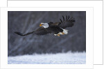 Bald Eagle in Flight over Snow by Anonymous