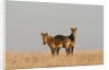Hartmann's mountain zebra (Equus zebra hartmannae) by Anonymous