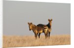 Hartmann's mountain zebra (Equus zebra hartmannae) by Anonymous