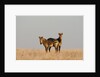 Hartmann's mountain zebra (Equus zebra hartmannae) by Anonymous