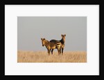 Hartmann's mountain zebra (Equus zebra hartmannae) by Anonymous