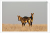 Hartmann's mountain zebra (Equus zebra hartmannae) by Anonymous