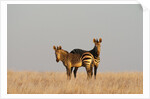 Hartmann's mountain zebra (Equus zebra hartmannae) by Anonymous