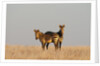 Hartmann's mountain zebra (Equus zebra hartmannae) by Anonymous