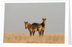 Hartmann's mountain zebra (Equus zebra hartmannae) by Anonymous