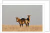 Hartmann's mountain zebra (Equus zebra hartmannae) by Anonymous