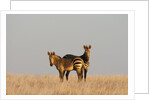 Hartmann's mountain zebra (Equus zebra hartmannae) by Anonymous