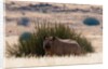 Desert adapted Black Rhinoceros (Diceros bicornis) by Anonymous