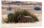 Desert adapted Black Rhinoceros (Diceros bicornis) by Anonymous