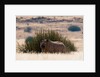 Desert adapted Black Rhinoceros (Diceros bicornis) by Anonymous