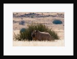 Desert adapted Black Rhinoceros (Diceros bicornis) by Anonymous