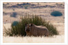 Desert adapted Black Rhinoceros (Diceros bicornis) by Anonymous