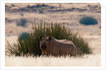 Desert adapted Black Rhinoceros (Diceros bicornis) by Anonymous