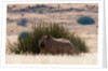 Desert adapted Black Rhinoceros (Diceros bicornis) by Anonymous