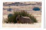 Desert adapted Black Rhinoceros (Diceros bicornis) by Anonymous