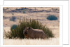 Desert adapted Black Rhinoceros (Diceros bicornis) by Anonymous