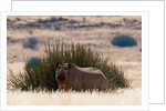 Desert adapted Black Rhinoceros (Diceros bicornis) by Anonymous